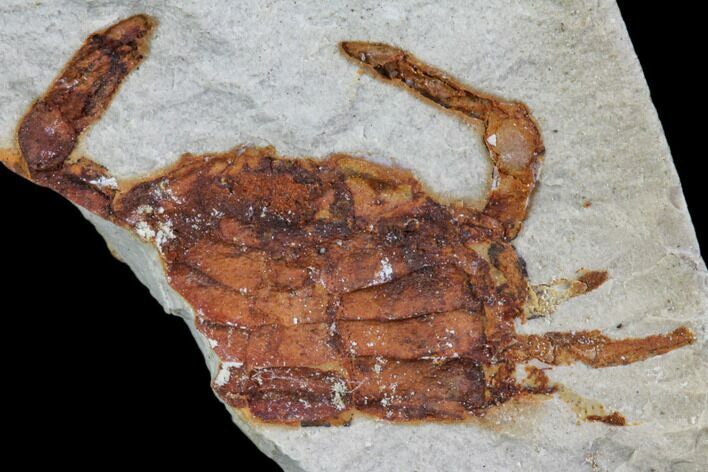 Partial Fossil Pea Crab (Pinnixa) From California - Miocene #85321